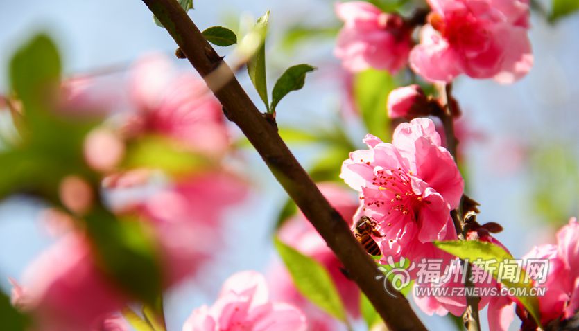 春風十里相迎　西湖桃花盛開醉游人