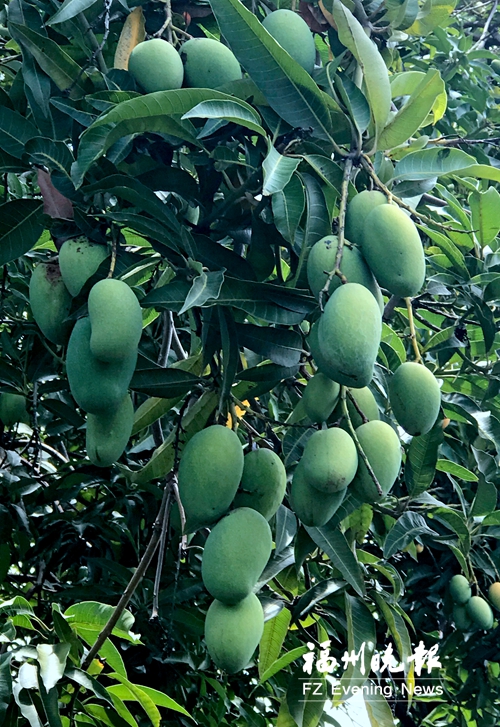 三坊七巷百年果樹鮮果待嘗 首屆坊巷水果節等你來