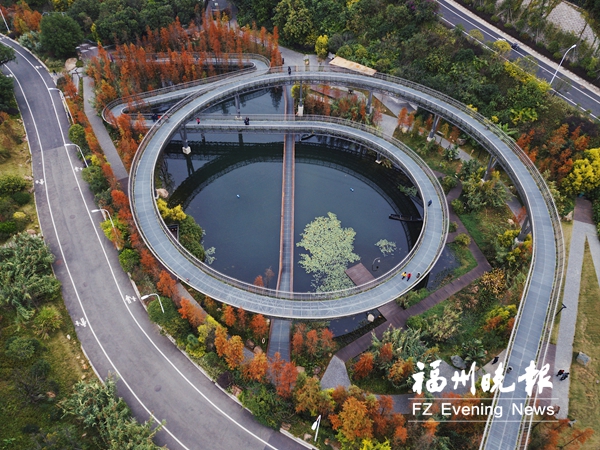 福道邊水杉正當(dāng)紅　梅峰山地公園等你來“打卡”